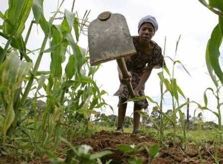 Agricultora de Zimbabue.
