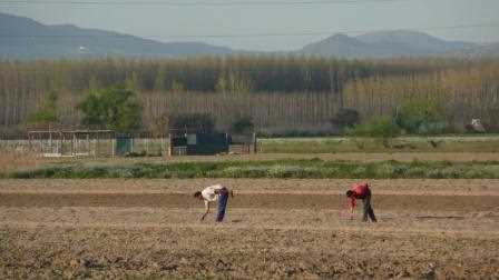 Agricultores trabajando la vega de Granada.