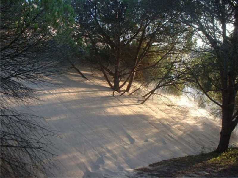 El contacto de la duna con las antiguas masas de pino piñonero.