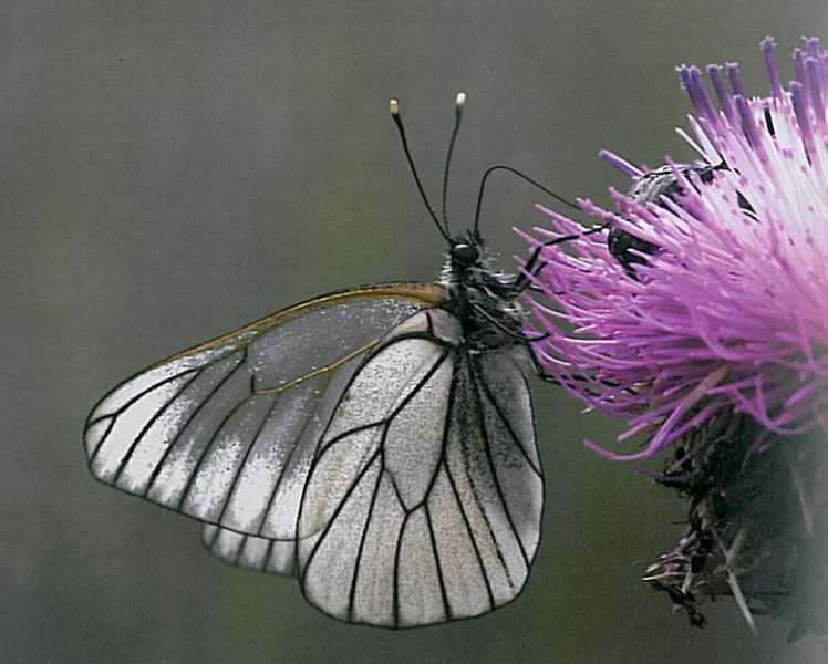 FUENTE: "las mariposas diurnas de Sierra Nevada"