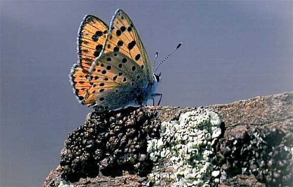 FUENTE: "las mariposas diurnas de Sierra Nevada"