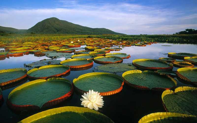Pantanal en la frontera de Uruguay y Brasisl. Fuente: Iniciativa Latinoamericana del Paisaje