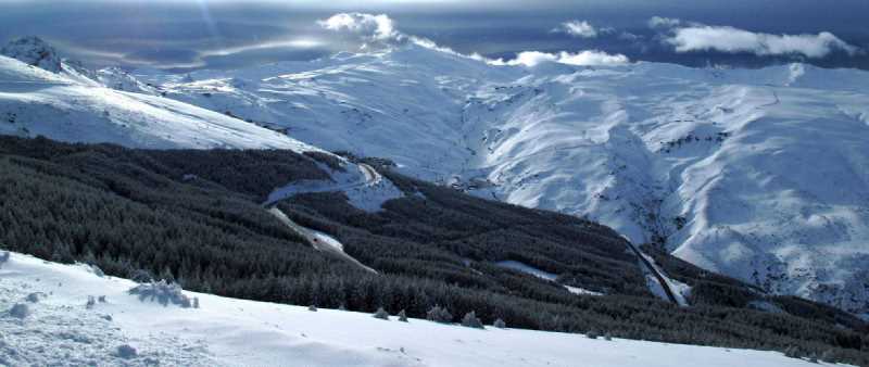 Vista de una zona de repoblación de pinar en Sierra Nevada.Fuente: nevasport.com