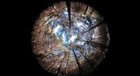 Fotografía hemisférica desde el interior de un pinar de repoblación, en la que se pueden apreciar las copas de los árboles. Fuente: Observatorio de Cambio Global de Sierra Nevada. Metodología y seguimiento. 2012