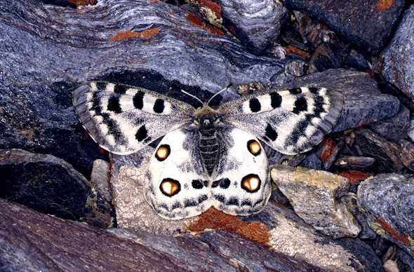 La niña de Sierra Nevada (Polyommatus golgus) mariposa endémica de Sierra Nevada en peligro de extinción, por los cambios ambientales provocados por el cambio climático. Fuente: www.elimparcial.es